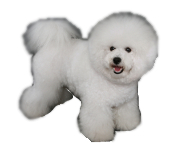 Bichon Frise vs Poodle