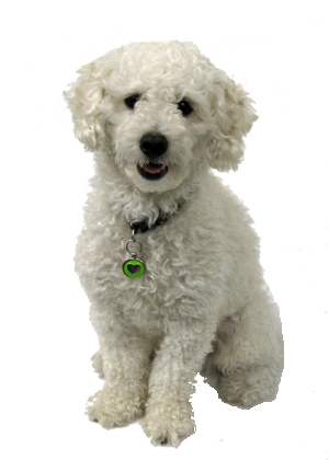 french poodle bichon