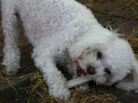 french poodle bichon