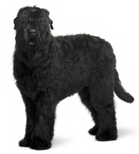 Black Russian Terrier vs Giant Schnauzer