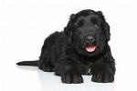 Black Russian Terrier grooming