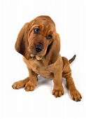 Bloodhound puppies