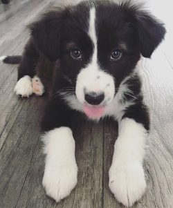 Australian Shepherd Border Collie mix image