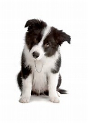 Border Collie size