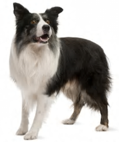 australian shepherd compared to border collie