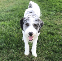 cockapoo border collie mix