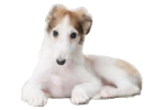 Borzoi temperament