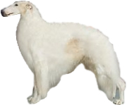 Borzoi pros and cons