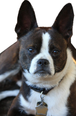 boston terrier boxer puppies