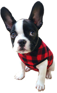 Boston Terrier French Bulldog mix image