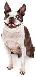Boston Terrier pros and cons