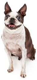 Boston Terrier vs French Bulldog