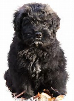 Bouvier De Flandres temperament