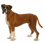 Boxer vs Boston Terrier