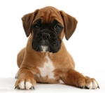 Boxer dog pros and cons | Boxer shedding