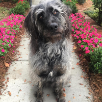 poodle cross boxer