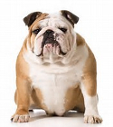 English Bulldog pros and cons