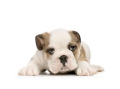  Temperamento Bulldog