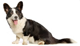 Cardigan Welsh Corgi vs Pembroke Welsh Corgi