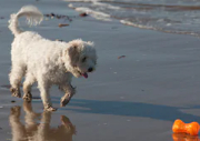 Cavachon image