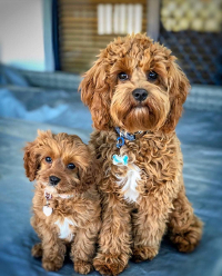 Cavapoo vs Maltipoo