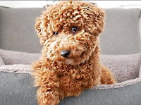 a cavapoo dog