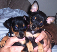 Chihuahua Miniature Pinscher cross