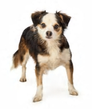 Chihuahua Papillon mix