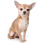 Chihuahua vs Pug