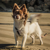 Chihuahua mixes