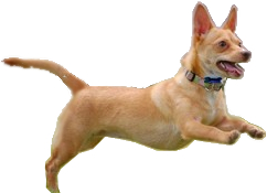 Chihuahua mix breeds