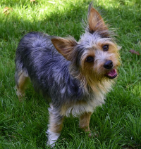 different yorkie mixes