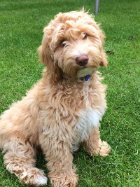 miniature cockapoo temperament