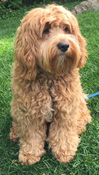 mix of poodle and cocker spaniel