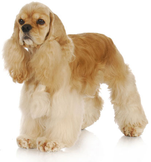 english and american cocker spaniel