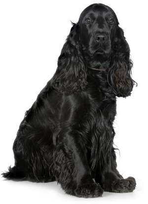 cocker spaniel shedding