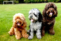 Cockapoo sizes