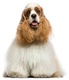 Cocker Spaniel pros and cons