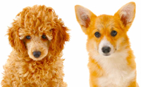 Corgipoo dog image