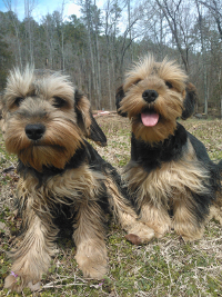 spaniel terrier cross