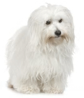 Coton De Tulear vs Maltese