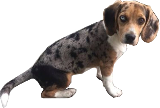 Dachshund Beagle mix dog image
