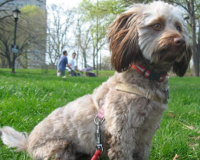 Poodle Dachshund mix