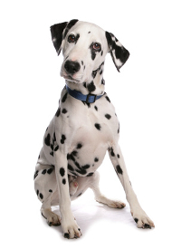 Pros and cons of owning a Dalmatian