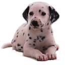 Dalmatian temperament