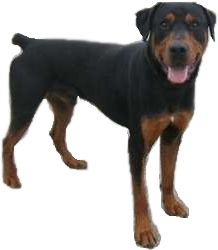 Doberman Rottweiler mix