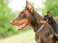 Miniature Pinscher vs Doberman