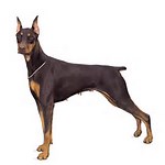 Doberman vs German Shepherd