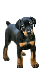 Doberman temperament