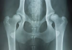 hip dysplasia in a dog